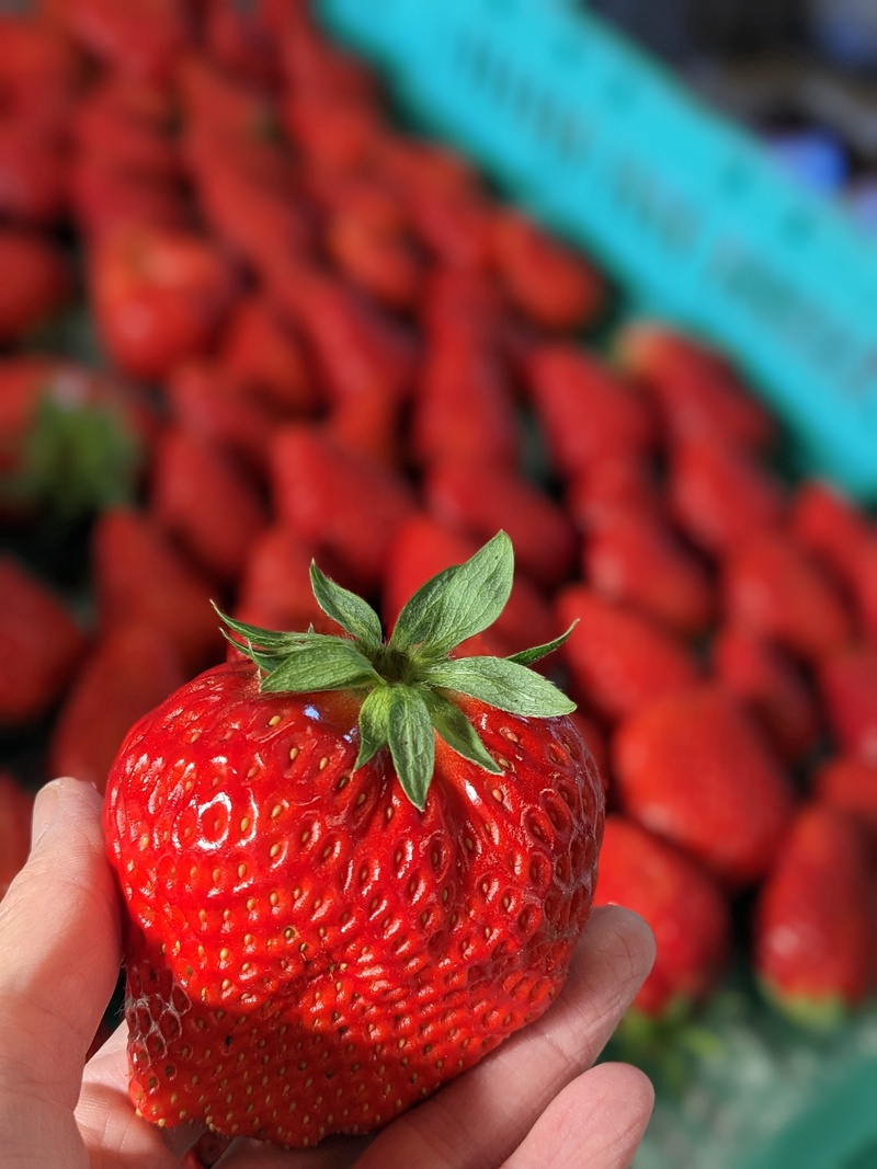 高野農園(いちご愛Y🍓R)