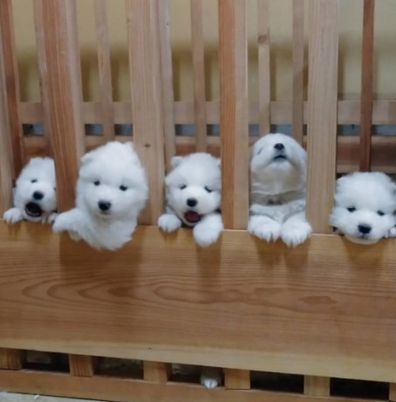 See & Lee Samoyed わんダーランド
