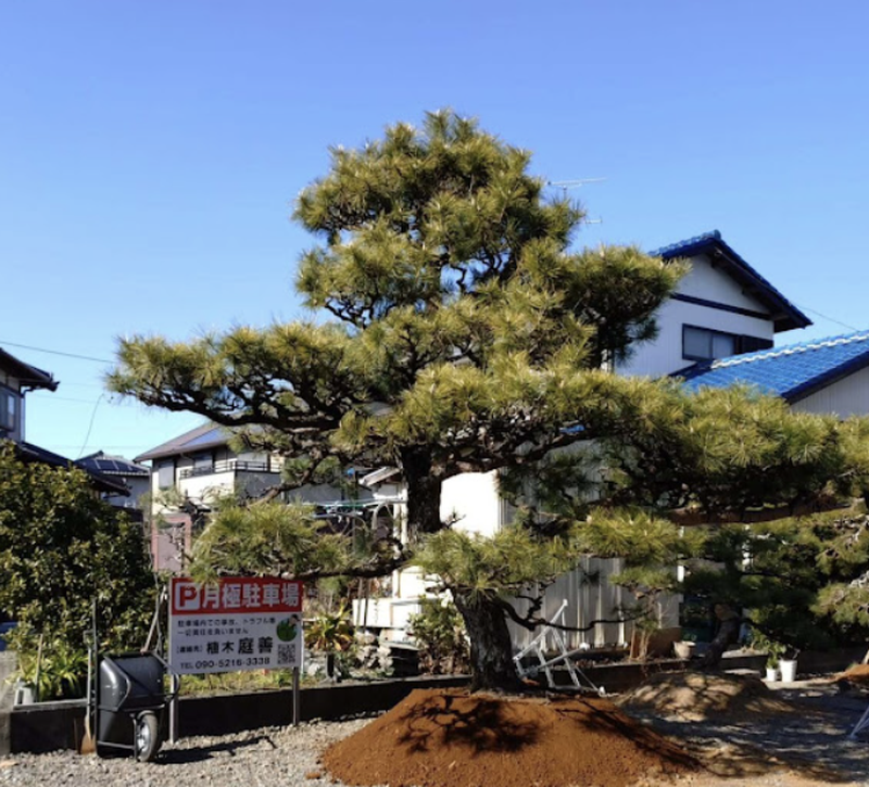植木 庭善