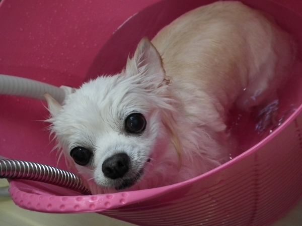 Dog Trimming Hanauta(はなうた）