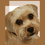 きゅうたん犬猫病院