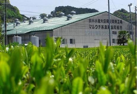 マルウチ茶農協