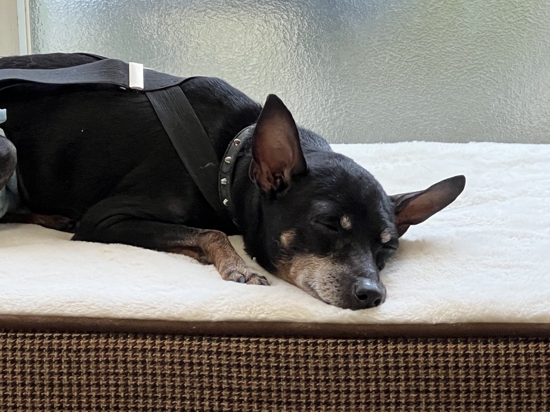 初めての利用でした。16歳の高齢犬の為、預かってもらえるところが少なく、困っていましたが快く引き受け...