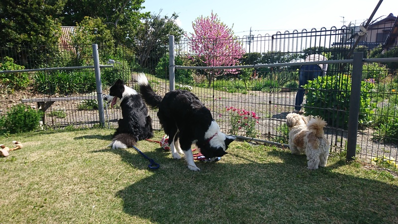 シャンプー前のドッグランで、🐶🌸🌸
お花がとても綺麗でした
