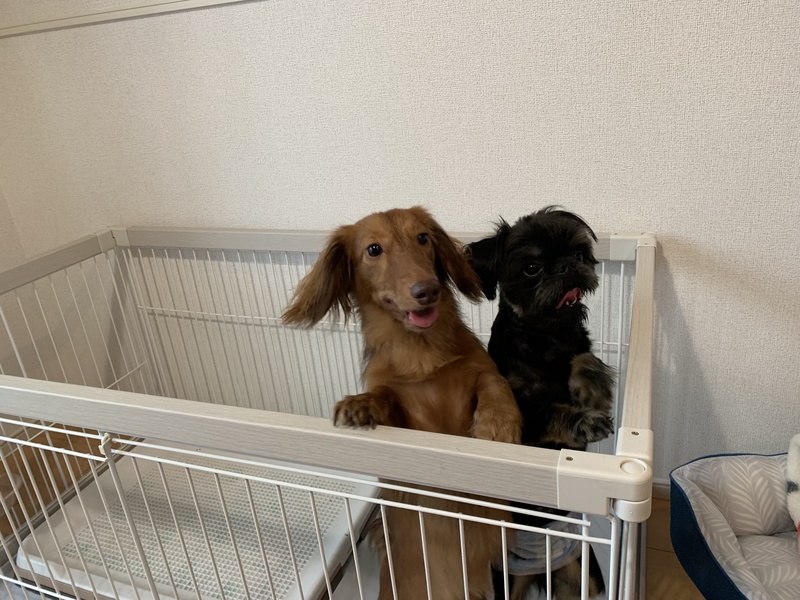 ３ヶ月訓練に行かせていただきました。訓練後は1番問題だったマーキング癖も良くなり、人や犬に吠えたりも...