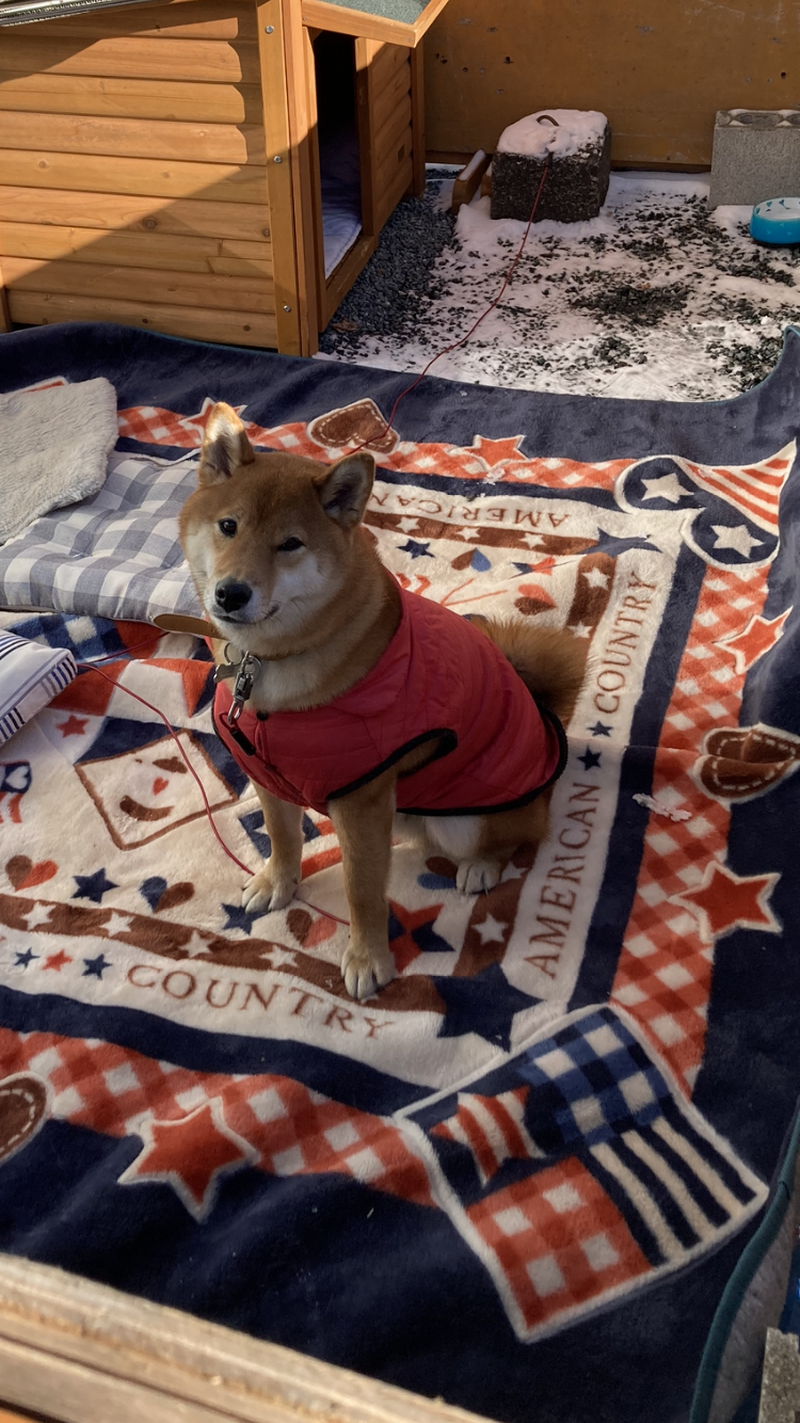 3ヶ月お世話になりました。
我が家の飼犬は１歳11ヶ月の柴犬の男の子です。
１歳を過ぎた頃から急...