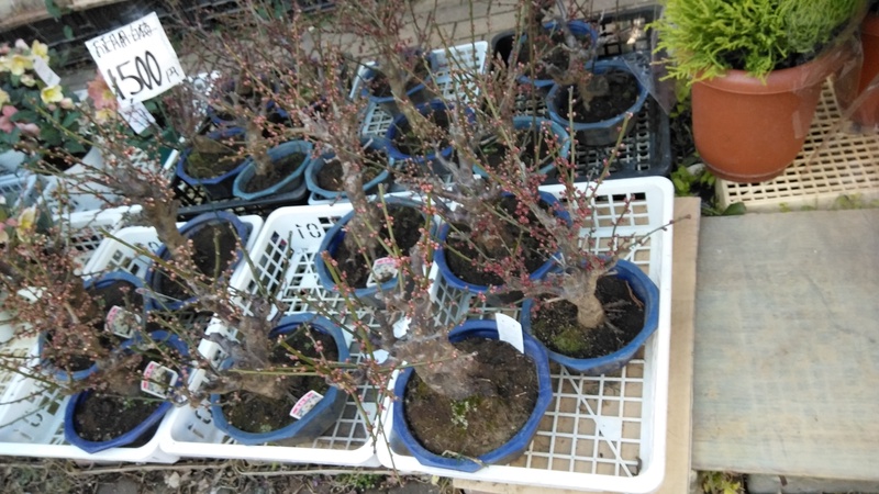 新春の花屋さん一月八日春のはなマーガレットとすたーちすを買いました少しずつ春の苗が入るようですビオラ...