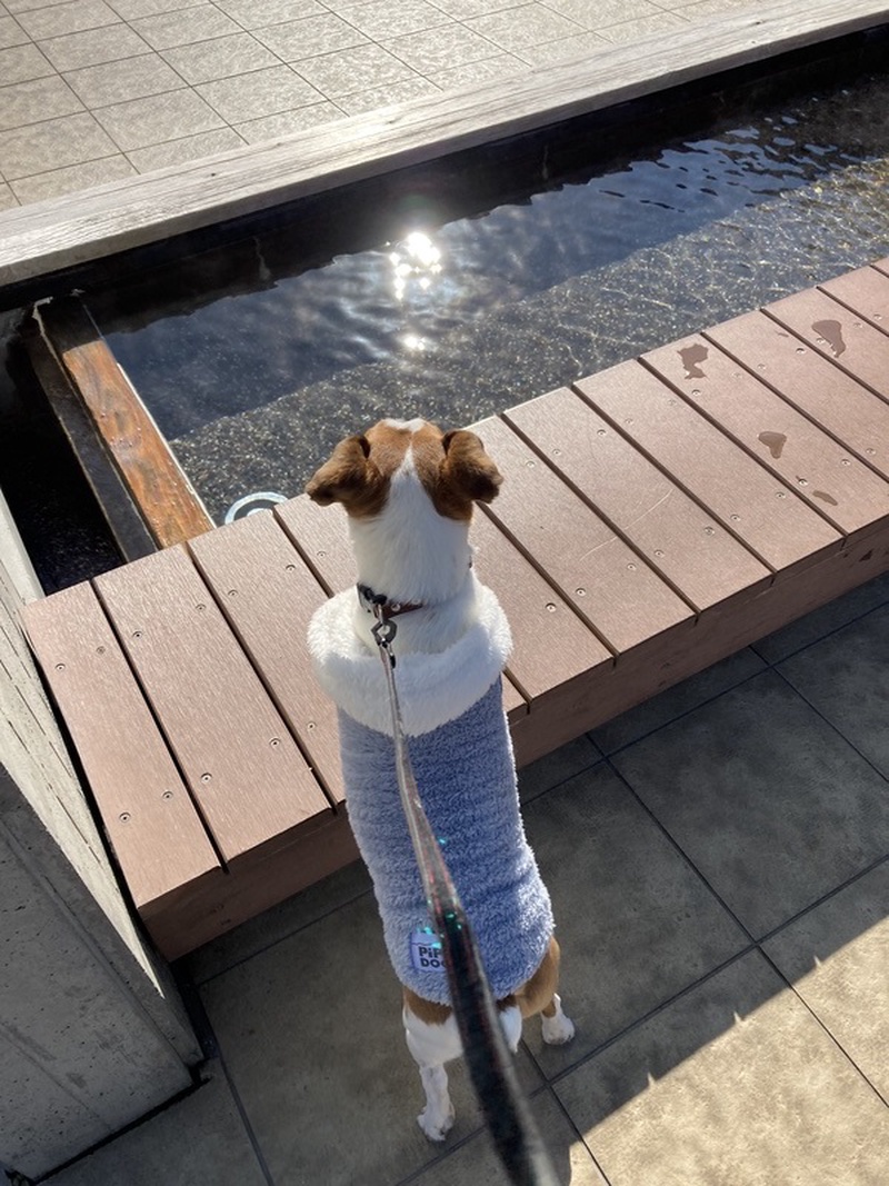 他の犬への敵対心が半端なく２歳半になってから4ヶ月お世話になりました。その頃は落ち着きもなくお留守番...