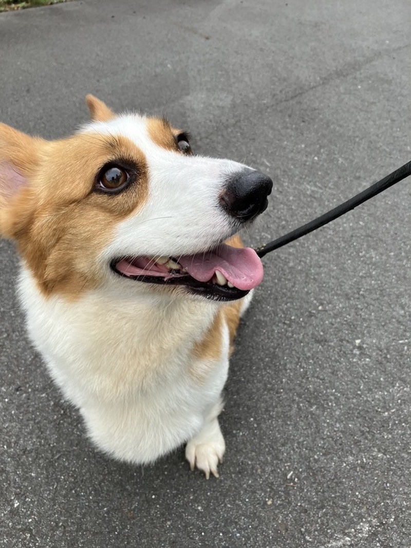 6歳のコーギーをお願いしました。自我が強く散歩中、他の犬に会うと吠える。ドッグランに連れて行っても帰...